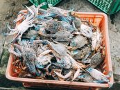 Unconditional weather causes fishing blue swimming crab yields in Lampung to decreases
